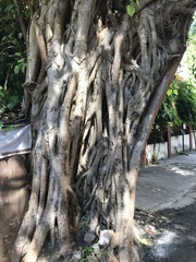 Ficus religiosa