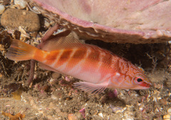 Hypoplectrodes maccullochi