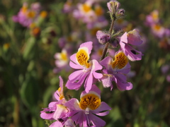 Schizanthus splendens