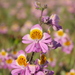 Schizanthus splendens - Photo (c) Nicolás Lavandero, some rights reserved (CC BY), uploaded by Nicolás Lavandero