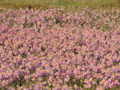 Schizanthus splendens