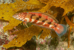 Eupetrichthys angustipes