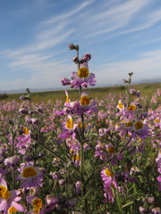 Schizanthus splendens