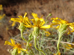 Senecio flaccidus
