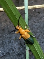 Stenoderus ostricilla