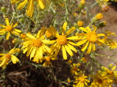 Senecio flaccidus