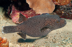 Labroides dimidiatus