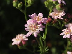 Moscharia pinnatifida