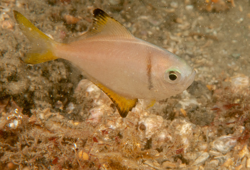 Eastern pomfred (Schuettea scalaripinnis) — Monodactylidae — 3