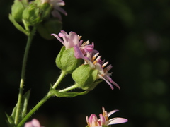 Moscharia pinnatifida