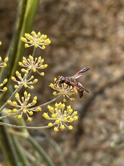 Pachodynerus erynnis