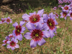 Leucocoryne purpurea