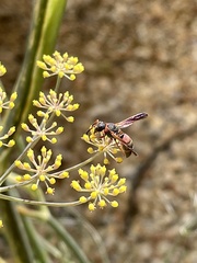 Pachodynerus erynnis