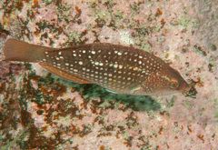 Notolabrus gymnogenis
