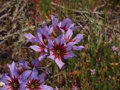 Leucocoryne purpurea