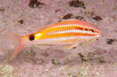 Parupeneus spilurus