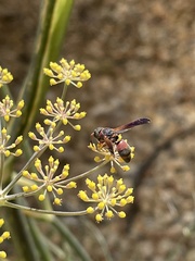 Pachodynerus erynnis