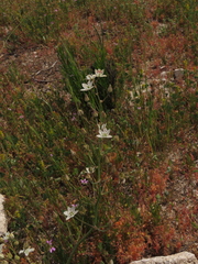 Oziroe biflora