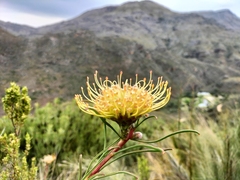 Leucospermum lineare