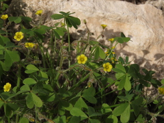 Oxalis micrantha