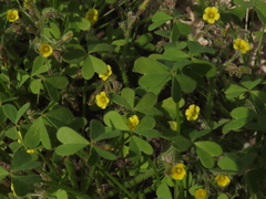 Oxalis micrantha