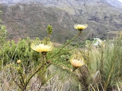 Leucospermum lineare