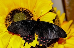 Heraclides rogeri pharnaces