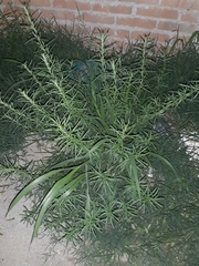 Aldama linearis