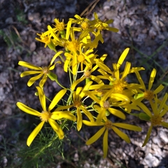 Senecio spartioides