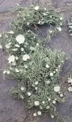 Usnea intermedia