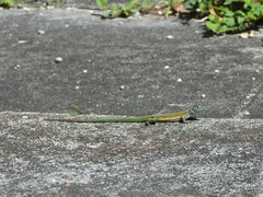 Cnemidophorus lemniscatus