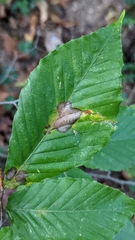 Phyllonorycter maestingella