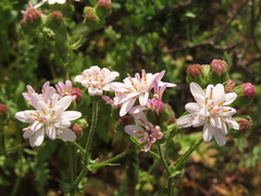 Moscharia pinnatifida