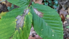 Phyllonorycter maestingella