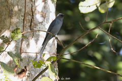 Dicrurus leucophaeus