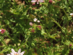 Moscharia pinnatifida