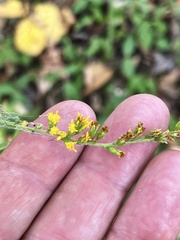 Solidago auriculata