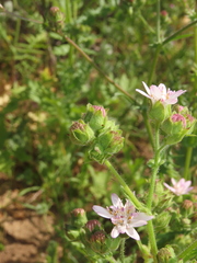 Moscharia pinnatifida