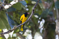 Oriolus xanthornus