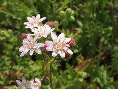Moscharia pinnatifida