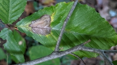 Phyllonorycter maestingella