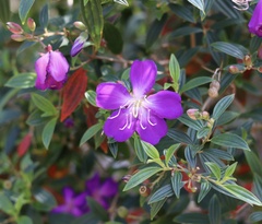 Pleroma semidecandrum