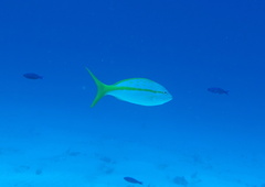 Ocyurus chrysurus