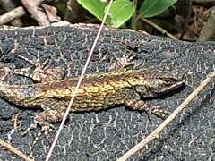 Sceloporus anahuacus