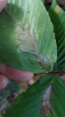 Phyllonorycter maestingella