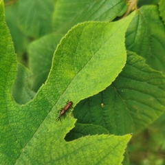 Trachelizus bisulcatus