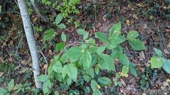 Phyllonorycter maestingella