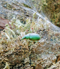 Polydrusus formosus