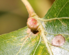 Pemphigus populiglobuli