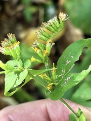 Solidago auriculata